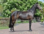 super knappe brave C pony, C pony (1.27m tot 1.37m), Gechipt, Springpony, Merrie