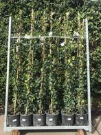 toscaanse jasmijn 180 cm hoog in pot wit bloeiend zware plan, Ophalen, Zomer, Klimplanten, Volle zon