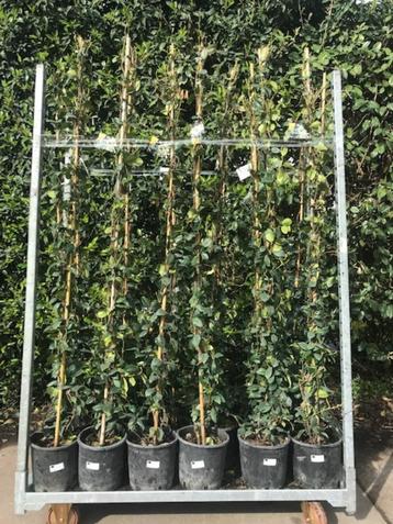 toscaanse jasmijn 180 cm hoog in pot wit bloeiend zware plan beschikbaar voor biedingen