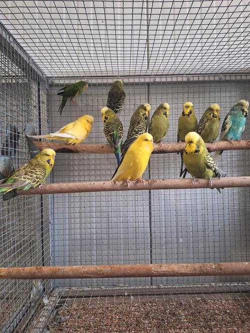 Koppels Engelse grasparkieten., Dieren en Toebehoren, Vogels | Parkieten en Papegaaien