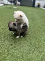 2 pomeriaan teefjes, Dieren en Toebehoren, Honden | Poolhonden, Keeshonden en Oertypen, 8 tot 15 weken, Teef, Meerdere, Nederland