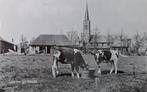 Esbeek- Koeien in weiland voor de kerk 1971, Verzenden, 1960 tot 1980, Gelopen, Noord-Brabant