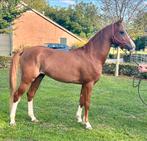 Gezocht verzorger paarden tijdens vakantie, Diensten en Vakmensen, Dieren | Paarden | Verzorging, Oppas en Les