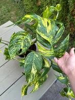 Epipremnum Cintho Goldfinge, Huis en Inrichting, Kamerplanten, Ophalen of Verzenden, Halfschaduw, Minder dan 100 cm