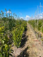 Oktober weer volop laurier voor hag en lei, Ophalen, Volle zon, 250 tot 400 cm