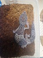 Fuscus, Dieren en Toebehoren, Reptielen en Amfibieën