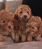 Te koop mooie Toy Poedel pups, Poedel, Parvo, 8 tot 15 weken, Meerdere dieren