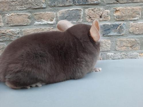 Chinchilla ; Brown ebony - bokje, Dieren en Toebehoren, Knaagdieren, Mannelijk, Chinchilla, Tam