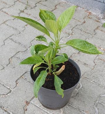 brugmansia wit  beschikbaar voor biedingen