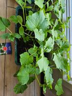 Bio komkommerplanten / komkommerstekjes biologisch, Tuin en Terras, Zomer, Ophalen, Groenteplanten, Eenjarig