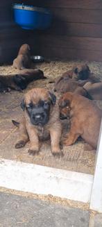 Boxer/mechelse herder pups, Meerdere, Meerdere dieren, Herder, Nederland