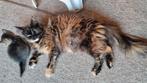 Maine coon poes met stamboom gesteriliseerd, Poes, Gechipt