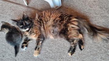 Maine coon poes met stamboom gesteriliseerd  beschikbaar voor biedingen