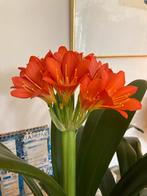 Clivia kamerplant, Ophalen, Overige soorten, Halfschaduw, In pot