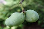 Pawpaw Asimina triloba - Unieke Fruitboom, Ophalen of Verzenden, In pot, Overige soorten, Zomer