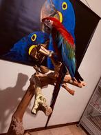 Groenvleugel ara Te koop/Te ruil, Dieren en Toebehoren, Mannelijk, Papegaai, Pratend