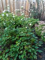 Diverse tuinplanten - Zelf uitgraven!, Vaste plant, Halfschaduw, Herfst, Ophalen