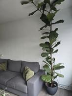 Grote Ficus Lyrata (Vioolplant), Ophalen, Ficus, 200 cm of meer, Halfschaduw