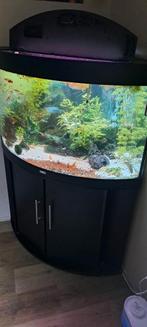 Juwel hoek aquarium compleet als nieuw, Dieren en Toebehoren, Vissen | Aquaria en Toebehoren, Ophalen, Zo goed als nieuw, Gevuld zoetwateraquarium