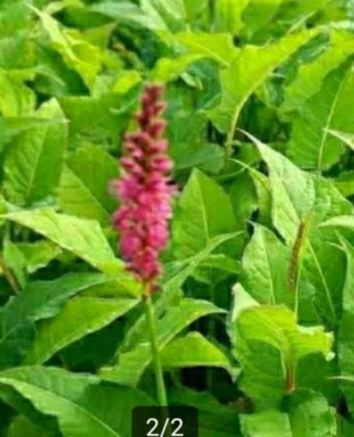 Duizendknoop vaste plant persicaria, Tuin en Terras, Planten | Tuinplanten, Vaste plant, Bodembedekkers, Halfschaduw, Zomer, Ophalen