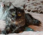 maine coon poesje, Dieren en Toebehoren, Katten en Kittens | Raskatten | Langhaar, Meerdere dieren, Gechipt, 0 tot 2 jaar