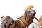 Wimpergekko's van 2024, Hagedis, Tam, 0 tot 2 jaar