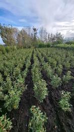 Actie portugese laurier 50/60 cm voor €3.50 per stuk, Ophalen of Verzenden, Laurier, Minder dan 100 cm