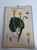 Diverse vintage Zweedse botanische schoolplaten, Antiek en Kunst, Ophalen, Natuur en Biologie