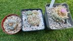 CACTUS LOPHOPHORA WILLIAMSII PEYOTE KNOLLEN, Huis en Inrichting, Kamerplanten, Ophalen of Verzenden, Cactus, Minder dan 100 cm