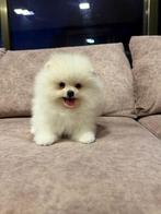 Pomeriaan, Dieren en Toebehoren, Honden | Poolhonden, Keeshonden en Oertypen, Rabiës (hondsdolheid), 8 tot 15 weken, Buitenland