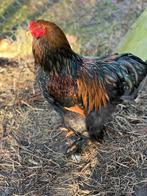 Brahma goud zwart gezoomd groot haan, Mannelijk, Kip