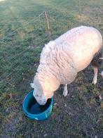 Swifter ram, Mannelijk, Schaap