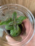 Terrariumplant Paradrymonia campostyla, Ophalen of Verzenden, Overige soorten, Minder dan 100 cm
