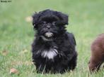 Lieve kruising boomer pups., Dieren en Toebehoren, Honden | Chihuahua's en Gezelschapshonden, Nederland, 8 tot 15 weken, CDV (hondenziekte)