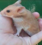 Kindvriendelyke syrische hamster goudhamster van hobbyfokker, Dieren en Toebehoren, Knaagdieren, Hamster, Vrouwelijk, Mei, Tam