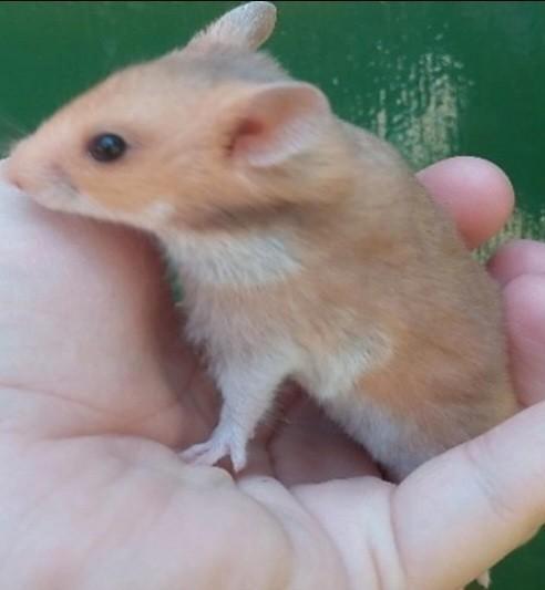 Kindvriendelyke syrische hamster goudhamster van hobbyfokker, Dieren en Toebehoren, Knaagdieren, Vrouwelijk, Hamster, Mei, Tam
