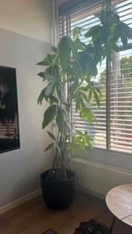 Twee keer pachira aquatica (geldboom), Ophalen, Overige soorten, 150 tot 200 cm