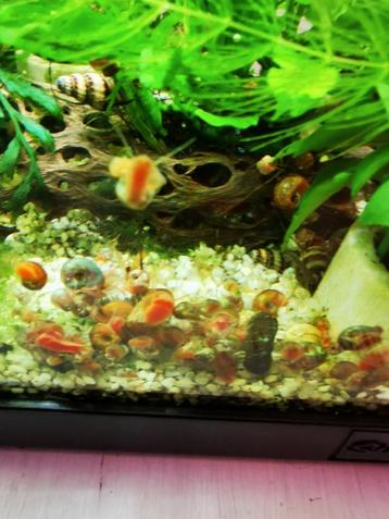 Ramshoorns lakken bruin, oranje en blauw beschikbaar voor biedingen