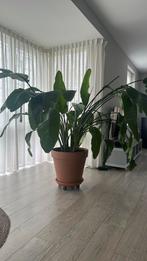 Prachtige grote Strelitzia, Huis en Inrichting, Ophalen, 100 tot 150 cm, Overige soorten, Halfschaduw