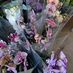 Orchidee planten, Ophalen