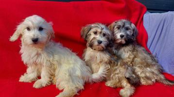 Balonka Pups  !!!!!!!!!!!!!! 550 euro !!!!!!!!!!!!!!!!!!!!!!