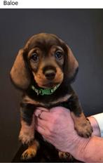 Ruwe Dwerg Teckelreu pups  te koop. Black- Tan. 6-1-2026, Dieren en Toebehoren, Honden | Teckels en Dashonden, Dwerg, Meerdere