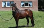 Lieve Dartmoor pony te koop, Dieren en Toebehoren, Gechipt, Ruin, Zadelmak, 3 tot 6 jaar