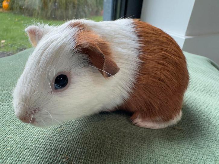 Lief beertje Sam, Dieren en Toebehoren, Knaagdieren, Mannelijk, Cavia, September