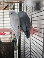 Koppel Forpussen, Dieren en Toebehoren, Meerdere dieren, Papegaai, Geringd