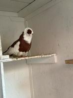 Te koop gevraagd Felegyhazer duiven, Dieren en Toebehoren, Vogels | Duiven, Meerdere dieren