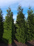 Coniferen grote maten 4/5/6 meter in kluit geleverd