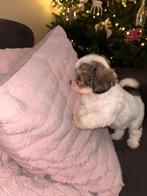 Maltipoo nog 1 teefje, Dieren en Toebehoren, Rabiës (hondsdolheid), Overige rassen, 8 tot 15 weken, Teef