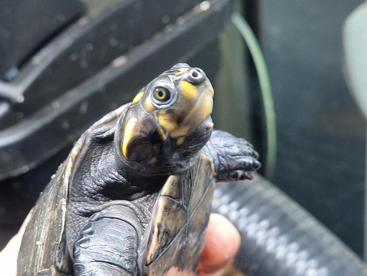 Terekay schildpadden podocnemis unfilis