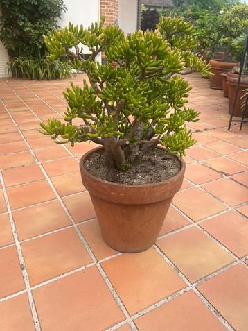 Crassula Hobbit beschikbaar voor biedingen